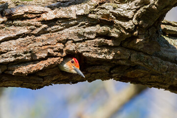Red-bellied Woodpecker sticking its head out of a nest cavity 