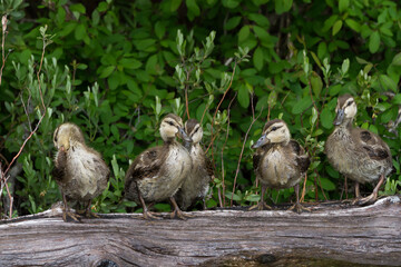 American Black Duck ducklings standing on a log. 