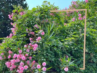 Beautiful oleander pink flowers bush in the park