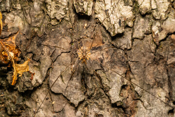 harvestmen daddy longlegs