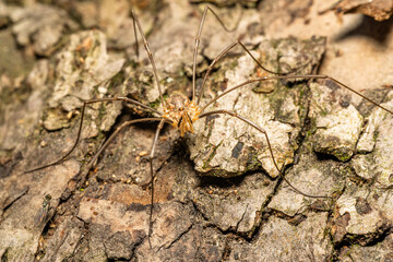 harvestmen daddy longlegs