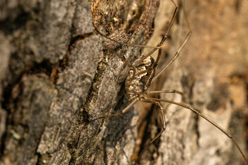 harvestmen daddy longlegs