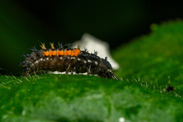 Ladybug larvae on the leaf  