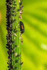 Ladybug larvae eating aphids  