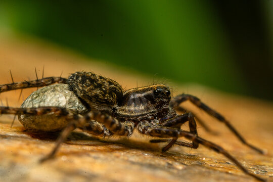 Insects