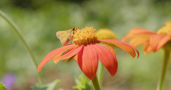 Small yellow butterfly feeds on flower and defends it from a fellow pollinator bee.