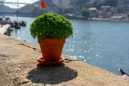basil plant manjerico symbol of sao joao festival in Porto Portugal