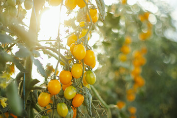 Yellow cherry tomatoes in a greenhouse cultivation for business