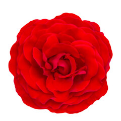Red rose isolated on white background with clipping path. Object saved in a png file.