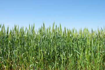 Green field of wheat