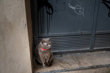 beautiful cat in the streets of Perugia Italy