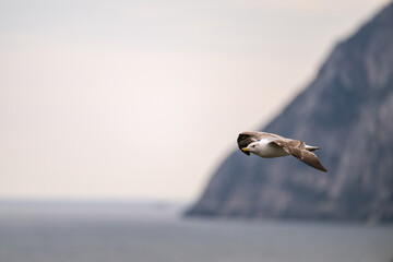 seagull in flight over lake Garda Italy