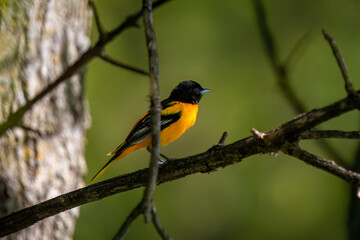 Fototapeta premium baltimore oriole sitting on a branch in the woods with a green background