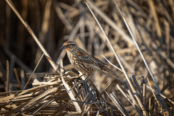 small song bird perched on some dry grass in a meadow