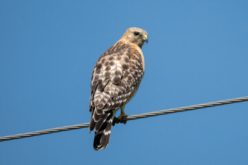 RED-SHOULDERED HAWK on a power line in rural minnesota