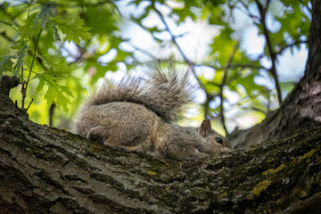 squirrel cooling itself on a tree in the summer