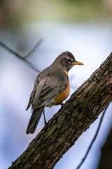 robin on a branch with a cloudy background