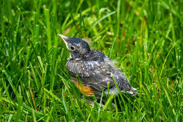 juvenile robin in the grass