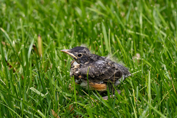 Fototapeta premium juvenile robin in the grass