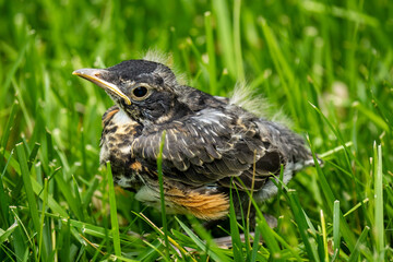 juvenile robin in the grass