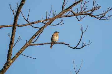 song bird perched in a barren spring tree