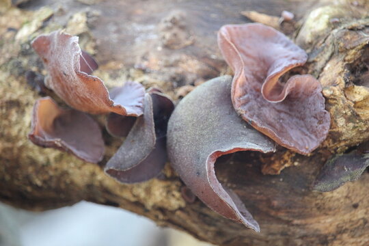 ear fungus or Auricularia auricula that grows on dead wood