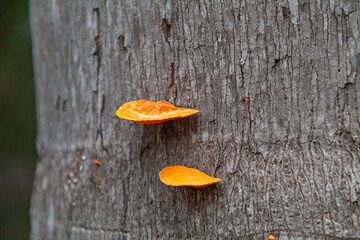 Fungus on rotten tree trunk