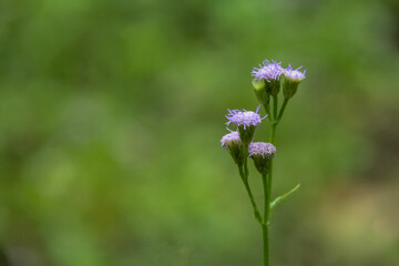 The main focus is on the purple flower of a blue mistflower, species Conoclinium coelestinum. The...