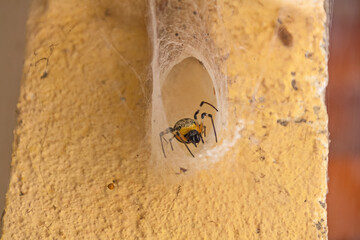 Spider of the species Nephilingis Cruentata known as “maria-ball”. Ugly web on a yellow pillar. Spider from the front.