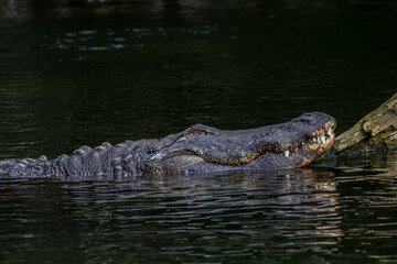 alligator in the swamp