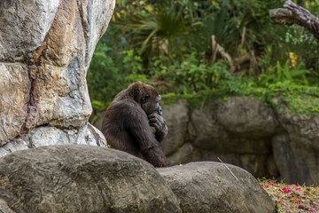 gorilla sitting 