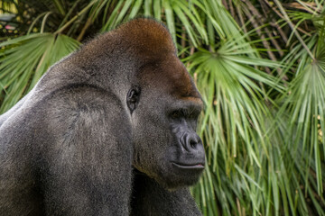 Obraz premium silver back close up