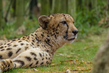cheetah in the grass