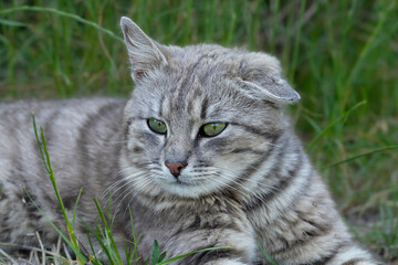 Homeless cat.A stray tabby cat lies in the green grass in the park.The life of stray animals on the street.