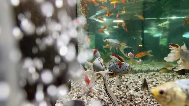 Colorful Shubunkin Fish in a Zoo Store Aquarium