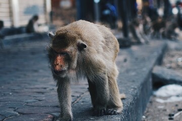 Strong mature monkey walking on the streets of Thailand