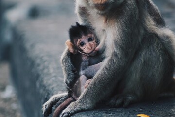 Cute baby monkey getting feeded by mom on the streets in Thailand