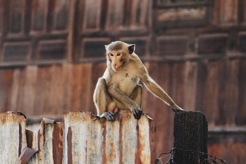 Beautiful monkey sitting on iron in the wildlife in the streets of Lopburi, Thailand.