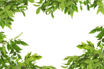 Frame of beautiful vibrant green leaves on white background