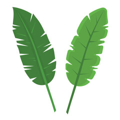 Fototapeta premium green leaf isolated on white
