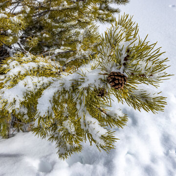 Pine cone on a tree in winter&nbsp;