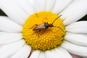 Fairy-ring Longhorn Beetle (Pseudovadonia livida) sitting on flower of White Daisy (Leucanthemum...