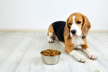 A hungry beagle dog is lying on the floor and looking at a bowl of dry food. Waiting for feeding.