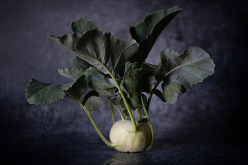 A freshly harvested green kohlrabi stands on a gray background. The background is a little lighter....