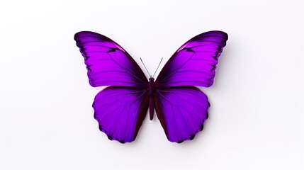 beautiful butterfly png, purple blank painted butterfly with wings spread out flying insect