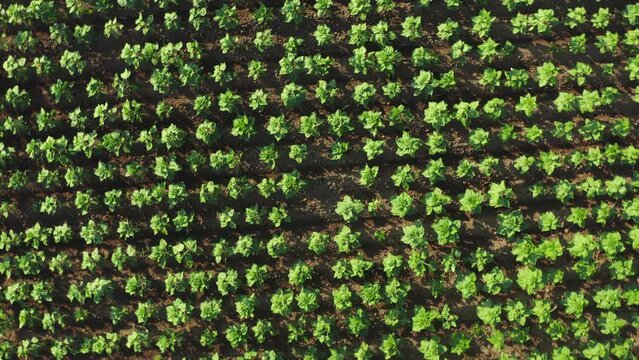 Top down aerial farmland agricultural field plantation, zoom out spin rotation drone shot. Agriculture industry, sunflowers growing in rows. Plants in lines texture, farm landscape from above