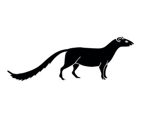 Obraz na płótnie Canvas Vector hand drawn doodle sketch black mongoose isolated on white background
