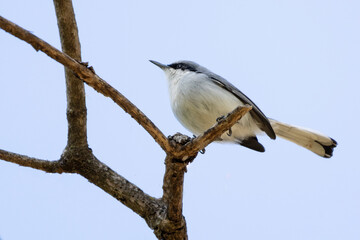 The Masked Gnatcatcher also knows the Balança-rabo perched on the branch. Species Polioptila dumicola. Animal world. Birdwatcher. Bird lover. birding. Flycatcher.