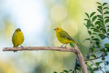 A couple of Saffron Finch also known as Canario or Chirigue Azafranado perched on the tree. Species Sicalis flaveola. Birdwatcher. Bird lover. Birding. Yellowbird.