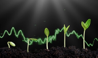 Growing finance concept and green young plants
